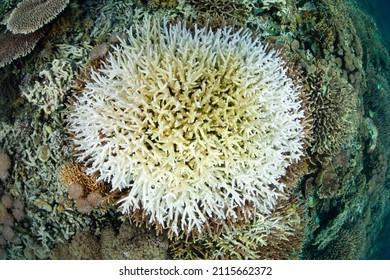 High Sea Surface Temperatures Have Caused A Coral Colony To Bleach. Coral Bleaching Often Leads To The Colony's Death And Is Often Correlated With Climate Change.