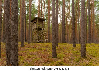 High seat for a hunter in a pine forest