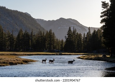 High Sierra Nevada Mountain Range