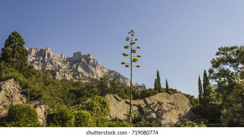 high sparse tree against the backdrop of mountains and sky