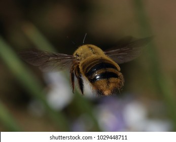 High Speed Blurs The Wings Of This Large Yellow Bumble Bee In Flight As It Flies Away From The Camera