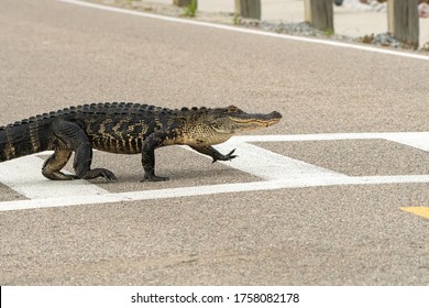 A high stepping gator uses a crosswalk. - Powered by Shutterstock