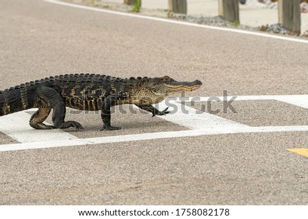 A high stepping gator uses a crosswalk.