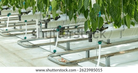 the high tech vegetable planting support system, Netherlands agriculture