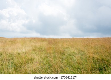 High Thick Lush Grass Horizon Reaching Pale Blue Cloudy Sky