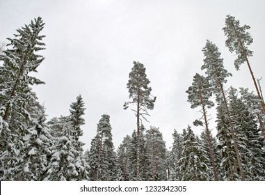 High And Thin Forest Pines In Winter