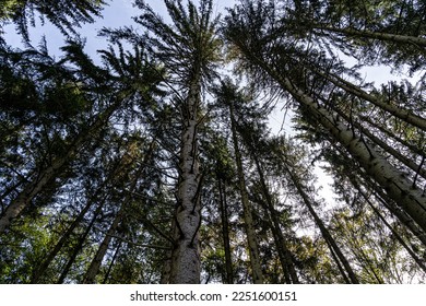 High trees and blue sky in the middle of the forest - Shutterstock ID 2251600151