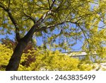 High trees in the neighbourhood of Woluwe Saint Lambert