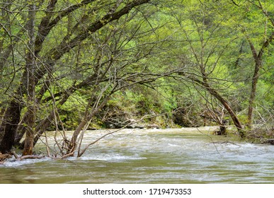 High Unruly Water After A Tornado Little Pigeon River Tennessee Smoky Mountains