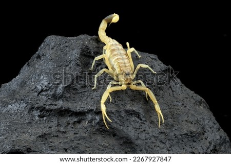 High venomous scorpion on rock with black background (Deathstalker scorpion)