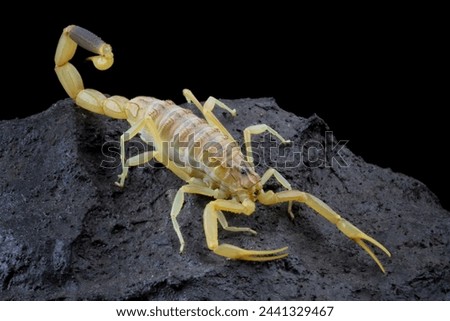 High venomous scorpion on rock (Deathstalker scorpion)