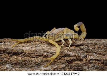 High venomous scorpion on wood with black background (Deathstalker scorpion)