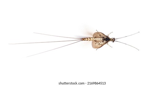 High view of green drake mayfly, Ephemera danica