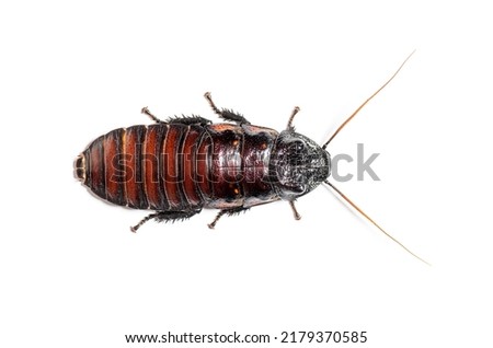 High view of a Madagascar hissing cockroach, Gromphadorhina portentosa, isolated on white