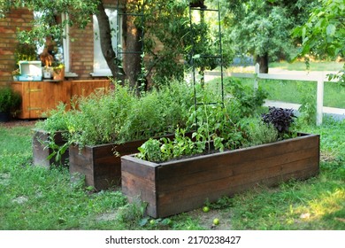High warm wooden garden bed for greenery in urban community garden. Rustic Vegetable and Flower Garden with Raised Beds. Raised Bed Growing Plants Herbs and Spices in backyard at home. Gardening. 