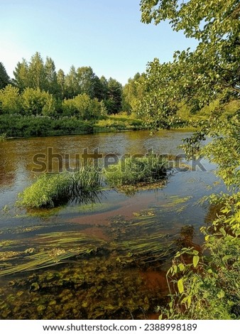 high water. river. spring. forest. vetluga river. beauty. river in the forest. reflection in the water. peat water.
