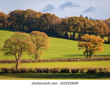 High weald autumn woodland countryside near Salehurst Robertsbridge East Sussex south east England - Shutterstock ID 2231933039