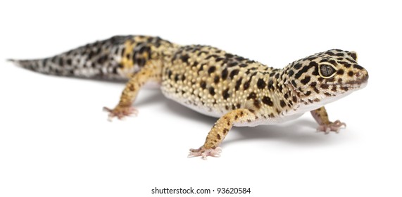 High Yellow Leopard Gecko Bilder Arkivbilder Og Vektorer Shutterstock