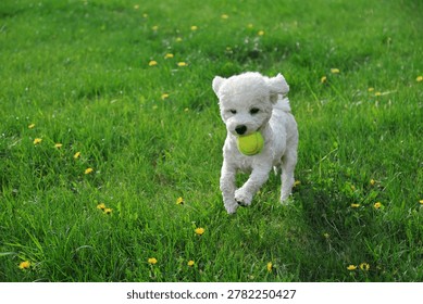 A high-angle action shot capturing a small white Bichon Frise dog running dynamically on a green field while holding a tennis ball. The surrounding green lawn with blooming yellow dandelions provides clear creative copy space.