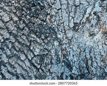 High-angle close-up of dark scaly tree bark texture background. Rough weathered old wood surface with deep cracked patterns