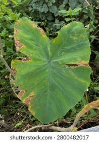 A high-angle, close-up photograph capturing a large green taro leaf (Colocasia esculenta) exhibiting severe symptoms of plant disease, consistent with taro leaf blight caused by the pathogen Phytophthora colocasiae. The heart-shaped, peltate leaf displays widespread necrotic damage, characterized by dark brown, water-soaked lesional patches outlined by distinct yellow chlorotic halos. Multiple small, yellowish-brown spots are scattered across the green surface, while larger infected areas along the edges have withered. A significant elongated hole is present on the right side of the leaf where dead tissue has disintegrated. The natural outdoor lighting highlights the leaf’s prominent vein structure radiating from the petiole junction. The background consists of a soft-focus, blurred natural setting with green weeds and small white wild flowers.