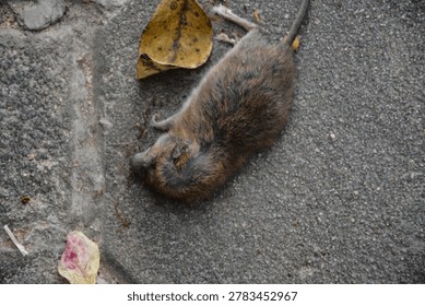A high-angle, close-up photograph documenting a small deceased rodent, likely a field mouse (Apodemus sylvaticus) or young rat (Rattus norvegicus), lying on grey textured concrete pavement slabs. The animal is shown in full profile with its brown fur, paws, and long tail visible, surrounded by a few scattered, dry yellow autumn leaves, serving as a reference for urban wildlife, pest control, or natural mortality.