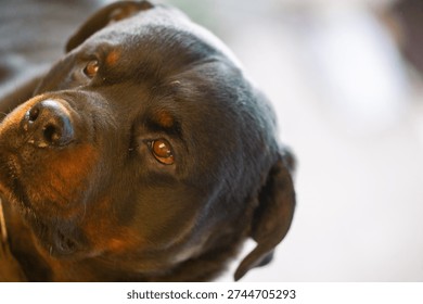 A high-angle close-up of a Rottweiler's face looking up and slightly to the side, with a focused or curious expression.