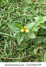 ​A high-angle, close-up shot captures a small, vibrant yellow wildflower blooming amidst a lush green lawn. The flower features delicate, rounded petals and is nestled within a cluster of serrated, oval-shaped green leaves that show fine textures and veins. The background consists of dense, slightly out-of-focus blades of grass, creating a natural and organic atmosphere. The lighting is soft and even, highlighting the fresh colors of the plant and the detailed texture of the foliage.
