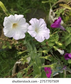 A high-angle, close-up shot capturing two delicate, pale lavender and white petunia (Petunia × hybrida) flowers in full bloom. The image showcases the soft, ruffled petals and intricate vein patterns against a lush backdrop of vibrant green foliage and deep purple companion blooms, highlighting the natural beauty of a summer garden.