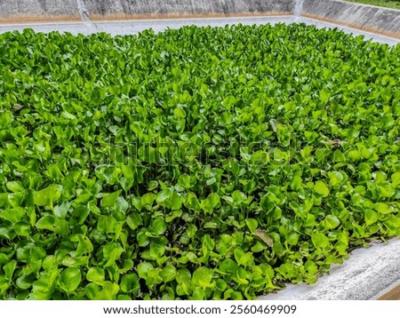 A high-angle, close-up shot of a dense, vibrant green aquatic plant covering the surface of a rectangular concrete basin