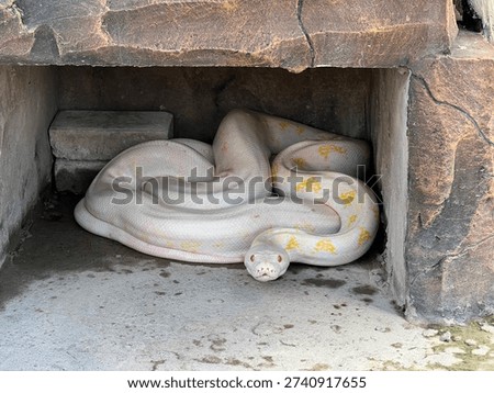 A high-angle, close-up shot of a large white albino python with faint yellow patterns resting inside a stone-textured concrete enclosure. The snake is coiled peacefully, displaying its intricate scale texture in a captive environment like a zoo or specialized reptile sanctuary. This image is ideal for educational materials, herpetology studies, and content regarding exotic wildlife.