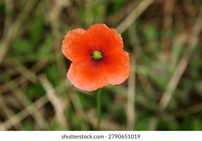 High-angle close-up of a single bright red wild poppy flower blooming in a field, with a soft-focused green and dry grass background.