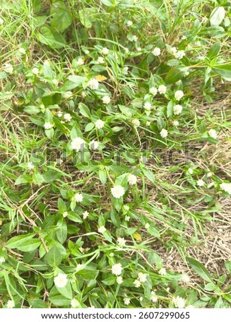 Highangle closeup view of a patch of small, white flowers growing amidst greenery. 