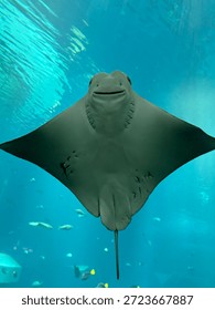 A high-angle, close-up view of a stingray's underside, showcasing its 