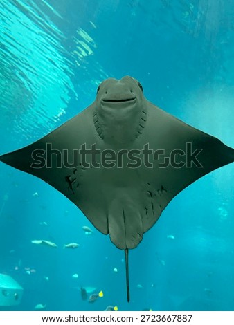 A high-angle, close-up view of a stingray's underside, showcasing its 