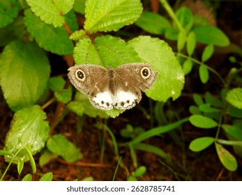 High-angle close-up view of a white four-ring butterfly resting on a leaf.