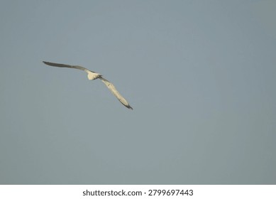 A high-angle, distant shot of a single seagull soaring gracefully through a clear, pale blue sky. The bird is captured from a rear and slightly below perspective, showcasing the span of its grey and white wings as it glides effortlessly against the open, minimalist backdrop. The lighting is bright and even, highlighting the streamlined shape of the avian creature in mid-flight.