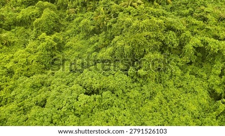 A high-angle drone shot captures the thick, lush green vegetation of a Micronesian jungle.
