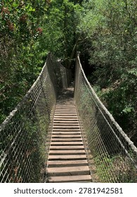 A high-angle, first-person perspective looking down the length of a long, narrow wooden rope bridge suspended over a lushly vegetated ravine or valley. The bridge features a uniform walkway constructed from horizontal timber slats, flanked on both sides by high, secure wire mesh netting attached to thick, natural-fiber rope handrails. The bridge slopes downward, leading the eye into a dense canopy of overhanging trees and dense undergrowth. Bright, direct sunlight filters through the branches, casting sharp, rhythmic dappled shadows across the wooden steps. On the upper left, a vibrant green bush laden with clusters of small red berries frames the entrance, adding to the wild, natural, and adventurous atmosphere of this treetop canopy walkway.