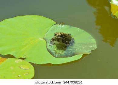 High-Angle Front Side View Of A Cute Frog On Lotus Leaf In A Calm Water Garden Pond