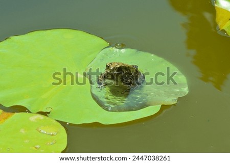 High-Angle Front Side View Of A Cute Frog On Lotus Leaf In A Calm Water Garden Pond