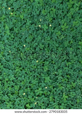 High-angle full frame shot of lush green clover lawn texture with tiny yellow flowers.
