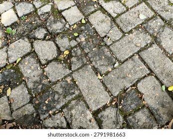 High-angle full frame shot of old weathered paving blocks street covered with green moss, fallen autumn leaves, and dirt texture