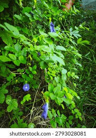 High-angle, full shot capturing a vibrant wild butterfly pea vine (Clitorea ternatea) flourishing amidst dense, overgrown green garden foliage. The image showcases several striking deep purple and blue blossoms hanging delicately from thin, twisting green stems. The natural daylight softly illuminates the scene, casting gentle shadows that accentuate the detailed textures of the oval-shaped compound leaves and the surrounding wild grass. This organic, uncultivated backyard growth emphasizes a lush, botanical atmosphere with rich earthy tones, perfect for themes related to herbal medicine, natural dyes, tropical flora, or untamed summer gardens.