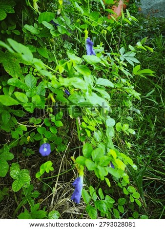 High-angle, full shot capturing a vibrant wild butterfly pea vine (Clitorea ternatea) flourishing amidst dense, overgrown green garden foliage. The image showcases several striking deep purple and blue blossoms hanging delicately from thin, twisting green stems. The natural daylight softly illuminates the scene, casting gentle shadows that accentuate the detailed textures of the oval-shaped compound leaves and the surrounding wild grass. This organic, uncultivated backyard growth emphasizes a lush, botanical atmosphere with rich earthy tones, perfect for themes related to herbal medicine, natural dyes, tropical flora, or untamed summer gardens.