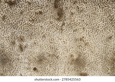 High-angle full-frame background texture of a natural fossilized brain coral skeleton showcasing highly intricate, maze-like organic grooved patterns and weathered earthen tones.