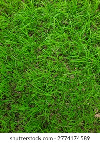 A high-angle, full-frame shot looking directly down at a lush patch of wild green grass. The image captures the intricate and messy pattern of slender grass blades, providing a fresh and organic texture ideal for eco-friendly branding, gardening websites, and nature-inspired graphic backgrounds.