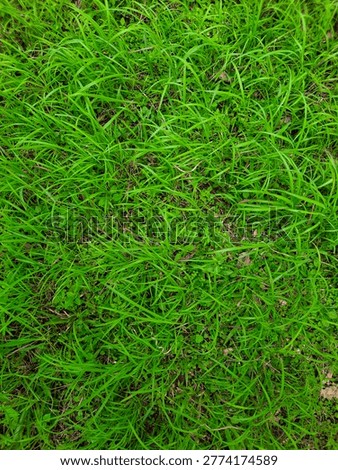 A high-angle, full-frame shot looking directly down at a lush patch of wild green grass. The image captures the intricate and messy pattern of slender grass blades, providing a fresh and organic texture ideal for eco-friendly branding, gardening websites, and nature-inspired graphic backgrounds.
