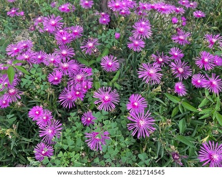 High-angle full-frame view of vibrant magenta ice plants blooming in a garden
