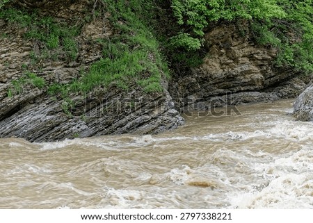 A high-angle geological documentary photograph capturing a detailed view of a stratified sedimentary bedrock exposure along a mountain river channel. The shot highlights distinct structural geology features, including inclined lithological layering, tectonic tilting, and minor faulting of ancient flysch or sandstone deposits in the Western Caucasus, Republic of Adygea. The base of the cliff shows sharp undercutting from the turbulent, sediment-saturated mud torrent of the Sakhray river during an extreme flash flood event, demonstrating active lateral erosion and mechanical abrasion. Patchy green herbaceous vegetation and shrub roots anchor the weathered soil cap above the lithic sequence, making it an excellent visual reference for lithology, geomorphology, and structural geology textbooks